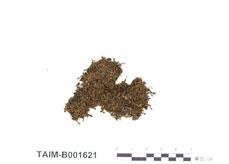 中文名：山墻蘚 (B001621)學名： em Tortula ruralis (Hedw.) Gaertn. /em 