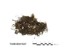 中文名：异枝砂蘚 (B001627)學名： em Racomitrium heterostichum (Hedw.) Brid. /em 