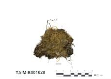 中文名：皺蒴蘚 (B001628)學名： em Aulacomnium androgynum (Hedw.) Schwaegr. /em 