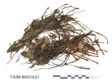中文名：大金發蘚 (B001631)學名： em Polytrichum commune Hedw. /em 