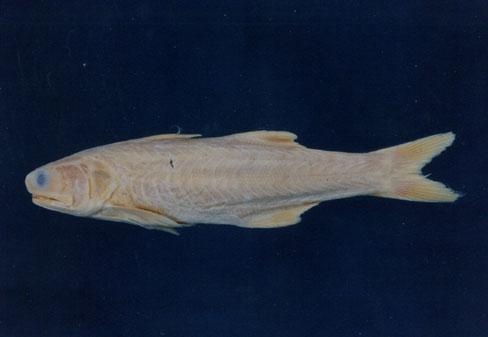 四指馬鮁魚( em Eleutheronema rhadinum  /em )