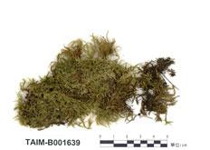 中文名：溪邊青蘚 (B001639)學名： em Brachythecium rivulare B. S. G. /em 