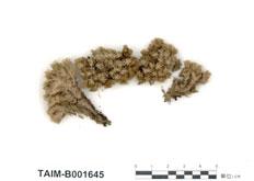 中文名：白髮蘚 (B001645)學名： em Leucobryum glaucum (Hedw.) Aongstr. /em 