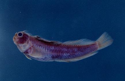 星斑蛙鳚( em Entomacrodus stellifer lighti  /em )