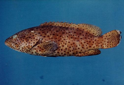瑪拉巴石斑魚( em Epinephelus malabaricus  /em )