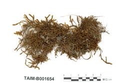 中文名：漆光鐮刀蘚 (B001654)學名： em Drepanocladus vernicosus (Mitt.) Warnst. /em 