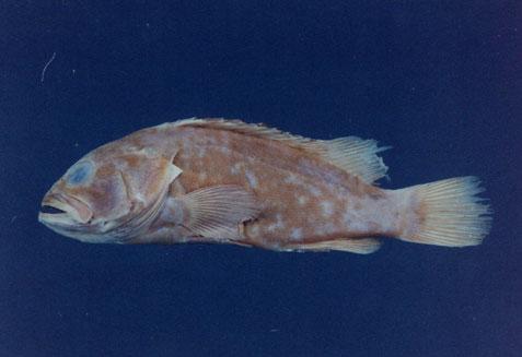 擬青石斑魚( em Epinephelus fasciatomaculosus  /em )