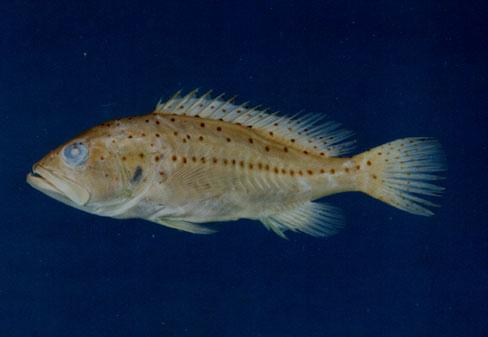 小紋石斑魚( em Epinephelus epistictus  /em )