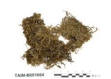 中文名：溫帶光萼苔 (B001664)學名： em Porella platyphylloidea (Schwein.) Lindb. /em 