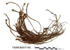 中文名：金發蘚 (B001740)學名： em Polytrichum commune Hedw. /em 