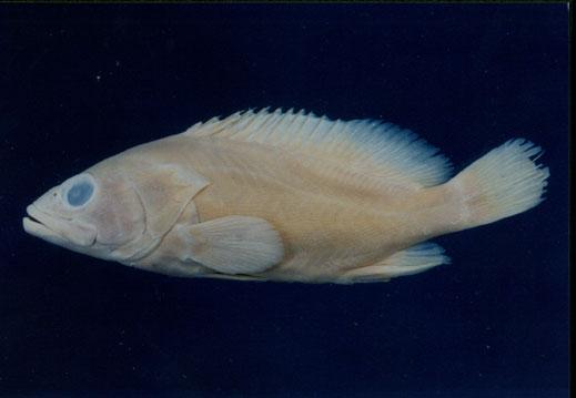 赤石斑魚( em Epinephelus fasciatus  /em )