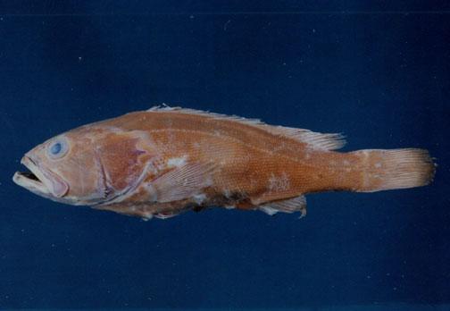 寬帶石斑魚( em Epinephelus latifasciatus  /em )