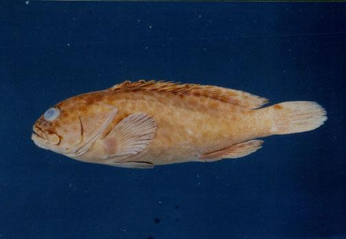 玳瑁石斑魚( em Epinephelus quoyanus  /em )