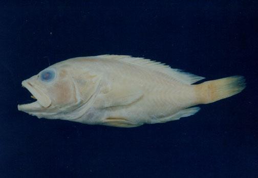 雲紋石斑魚( em Epinephelus radiatus  /em )