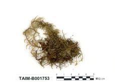 中文名：擬垂枝蘚屬 (B001753)學名： em Rhytidiadelphus subpinnatus (Lindb.) T. Kop. /em 