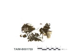 中文名：中準木衣蘚 (B001759)學名： em Drummondia sinensis C. Muell. /em 