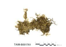 中文名：尖葉美喙蘚 (B001761)學名： em Eurhynchium eustegium (Besch.) Dix. /em 