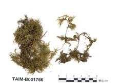 中文名：塔蘚 (B001766)學名： em Hylocomium splendens (Hedw.) B. S. G. /em 