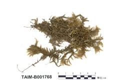 中文名：羽平蘚 (B001768)學名： em Neckera pennata Hedw. /em 
