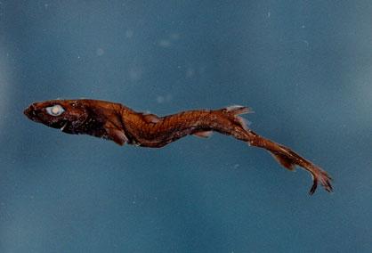 燈籠棘鮫( em Etmopterus lucifer  /em )