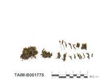 中文名：砂蘚 (B001775)學名： em Racomitrium canescens (Hedw.) Brid. /em 