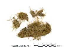 中文名：曲背蘚 (B001778)學名： em Oncophorus wahlenbergii Brid. /em 
