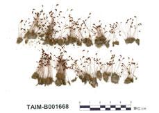 中文名：葫蘆蘚 (B001668)學名： em Funaria hygrometrica Hedw. /em 