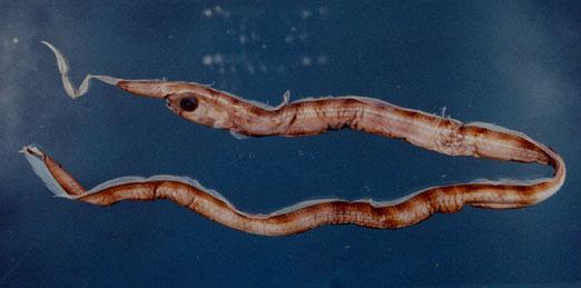 真冠帶魚( em Eumecichthys fiski  /em )
