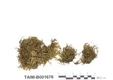 中文名：虎尾蘚 (B001676)學名： em Hedwigia ciliata (Hedw.) Ehrh. ex P. Beauv.  /em 