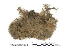 中文名：泥炭蘚 (B001678)學名： em Sphagnum palustre L. /em 
