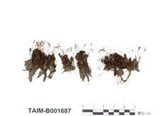 中文名：狹葉仙鶴蘚 (B001687)學名： em Atrichum angustatum (Brid.) B. S. G. /em 