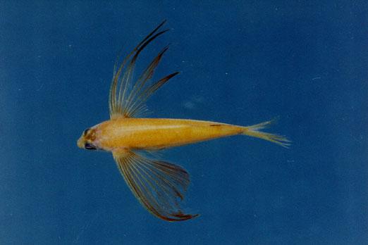 單鬚飛魚( em Exocoetus monocirrhus  /em )