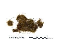 中文名：多形小曲尾蘚 (B001695)學名： em Dicranella heteromalla (Hedw.) Schimp. /em 