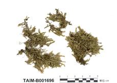 中文名：絹蘚 (B001696)學名： em Entodon cladorrhizans (Hedw.) C. Muell. /em 