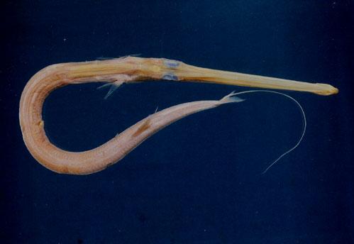 馬鞭魚( em Fistularia petimba  /em )