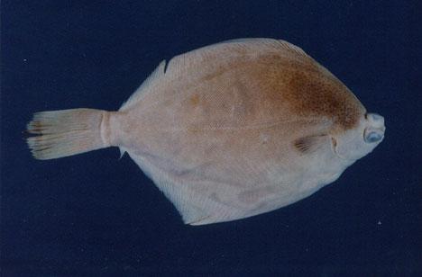 木葉鰈( em Pleuronichthys cornutus  /em )