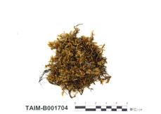 中文名：仰葉細濕蘚 (B001704)學名： em Campylium stellatum (Hedw.) C. Jens. /em 
