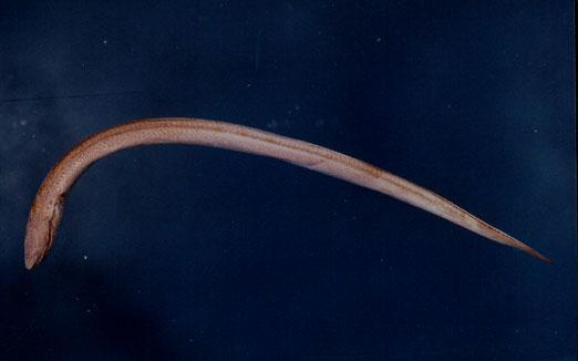 黃鱔( em Monopterus albus  /em )