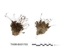 中文名：仙鶴蘚 (B001705)學名： em Atrichum undulatum (Hedw.) P. Beauv. /em 