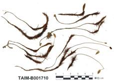 中文名：金發蘚 (B001710)學名： em Polytrichum commune Hedw. /em 