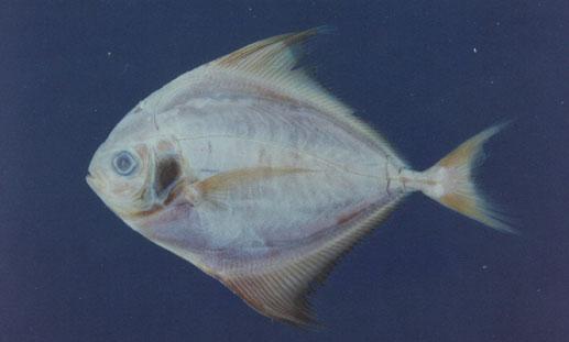 烏鲳( em Parastromateus niger  /em )