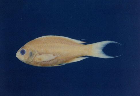 金花鮨( em Pseudanthias squamipinnis  /em )