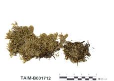 中文名：扁枝蘚 (B001712)學名： em Homalia trichomanoides (Hedw.) B. S. G. /em 