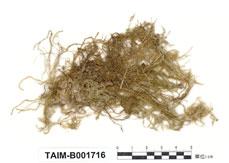 中文名：黃色濕原蘚 (B001716)學名： em Calliergon stramineum (Brid.) Kindb. /em 