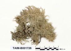 中文名：粗葉泥炭蘚 (B001726)學名： em Sphagnum squarrosum Pers. /em 