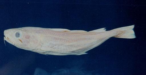 太平洋鱈( em Gadus macrocephalus  /em )
