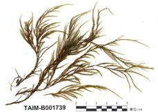 中文名：水蘚屬 (B001739)學名： em Fontinalis dalecarlica Schimp. /em 