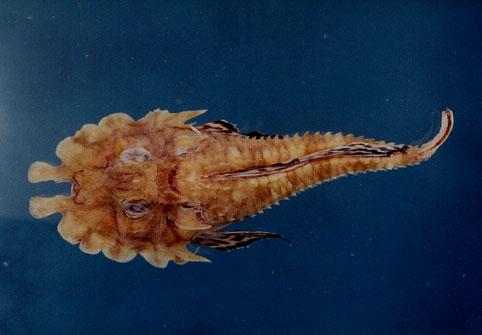 波面黃魴( em Gargariscus prionocephalus  /em )