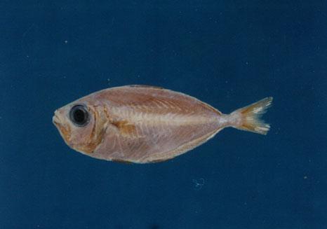 小牙鰏( em Gazza minuta  /em )