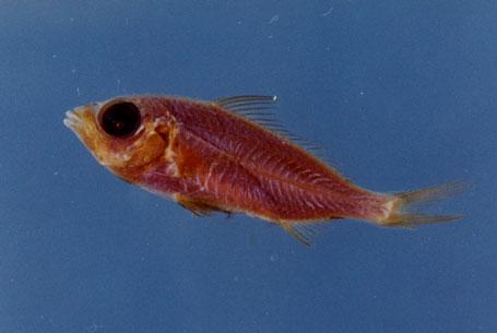 長身鑽嘴魚( em Gerres oblongus  /em )